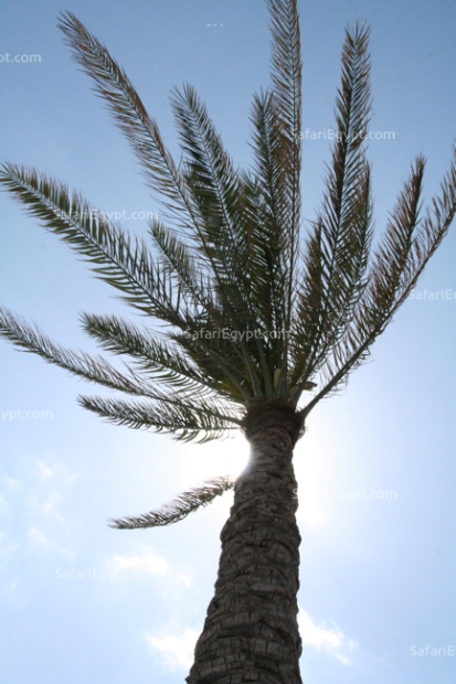 Palm Tree, Alexandria Egypt