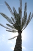 Palm Tree, Alexandria Egypt