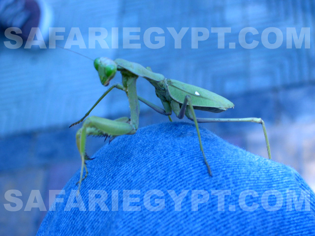 Photo Praying Mantis, Cairo Picture Egypt Cairo Photo