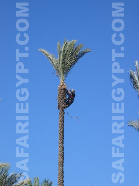 Photo Climb Palm tree, Cairo Picture Egypt Cairo Photo