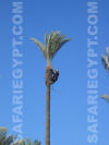 Climb Palm tree, Cairo Pictures