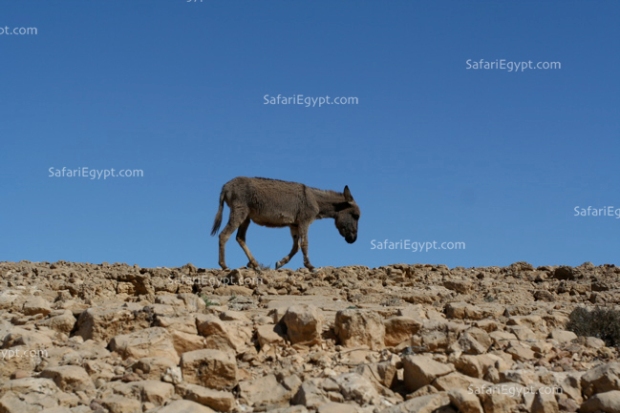 Photo Pyramid