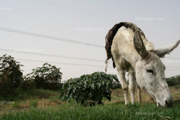 Photo Cairo Suburbs